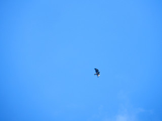 Obraz na płótnie Canvas Gull in sky