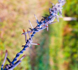 barbed wire and sunlight in the morning.