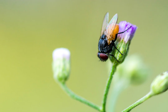 A macro shot of fly on purple flower