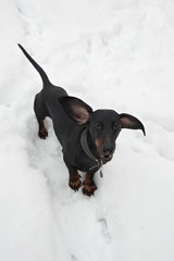Black and tan barking dachshund  in snow  