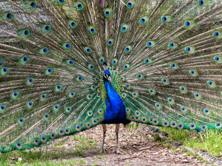 Naklejka premium Pavoneggiandosi