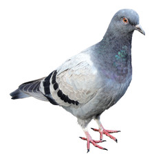 Common Grey Pigeon