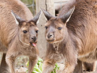 Two kangaroos in the zoo talk