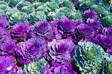 Obraz premium Close-up image of decorative fall kale cabbage
