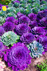 Obraz premium Close-up image of decorative fall kale cabbage