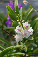 orchids purple Is considered the queen of flowers in Thailand