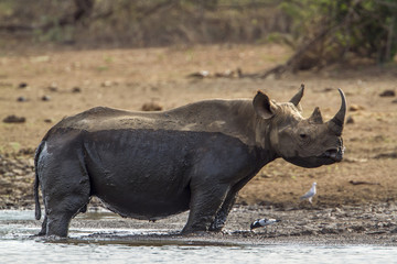 Black rhinoceros in Kruger National park, South Africa