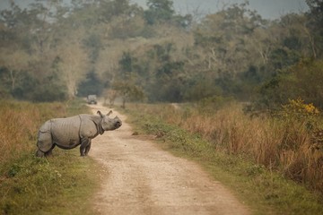 Naklejka premium Big endangered indian rhinoceros in Kaziranga National Park / Big endangered indian rhinoceros in Kaziranga National Park