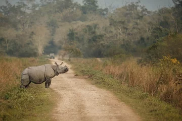 Crédence de cuisine en verre imprimé Rhinocéros Grand rhinocéros indien en voie de disparition dans le parc national de Kaziranga / Grand rhinocéros indien en voie de disparition dans le parc national de Kaziranga