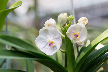 orchids purple Is considered the queen of flowers in Thailand