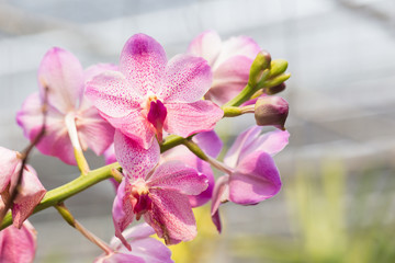 Fototapeta na wymiar orchids purple Is considered the queen of flowers in Thailand