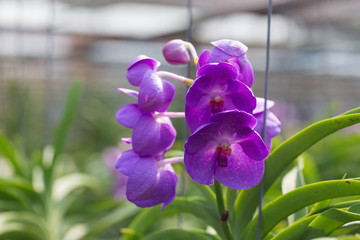 orchids purple Is considered the queen of flowers in Thailand