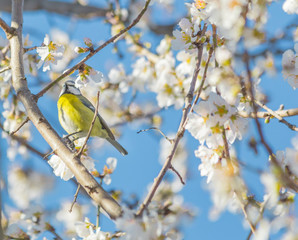 Parus major bird, almond flowers