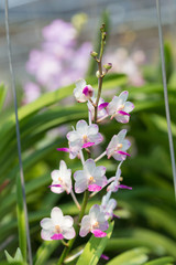 orchids purple Is considered the queen of flowers in Thailand