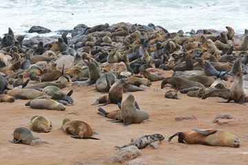 Robbenkolonie am Cape Cross (Namibia)
