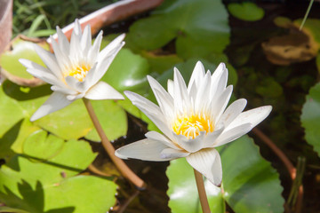 white water lily