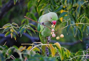 Green parrot living in wild eating - Powered by Adobe