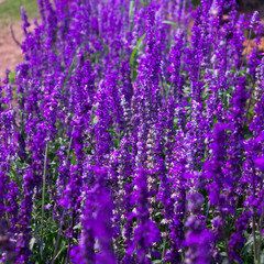 Naklejka premium Soft Focus of Blue Salvia Lavender Flower in the Garden and Blurred by the Wind for Texture Background