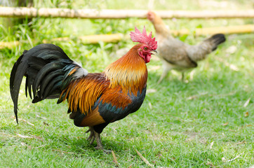 Asian bantam on green grass