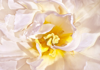 Fototapeta na wymiar large yellowish white tulip close-up, background, wallpaper