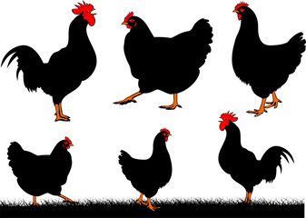 chickens - cock and hen © ottoflick