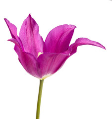 tulip isolated on white background