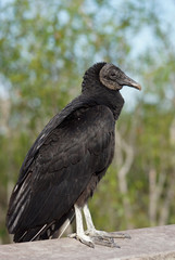 Rabengeier - [Coragyps atratus]