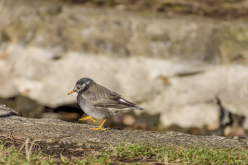 Obraz premium 歩くムクドリ