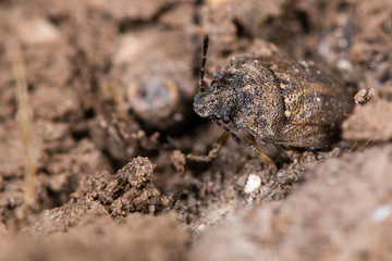 Turtle shieldbug (Podops inuncta). A small true bug in the family Pentatomidae, showing distinctive projection at the side of the head