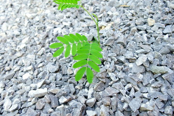 green plant on pebble