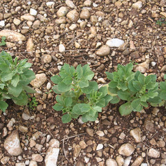 coltivazione di piante di Fava