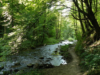 Rzeka przez las © Robert Bobela