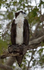 Fischadler - [Pandion haliaetus]