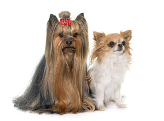 adult yorkshire terrier and chihuahua