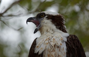 Fischadler - [Pandion haliaetus]