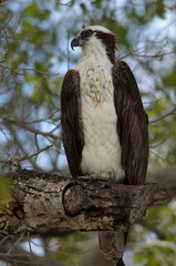 Fischadler - [Pandion haliaetus]