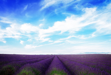 Lavender field under blue sky