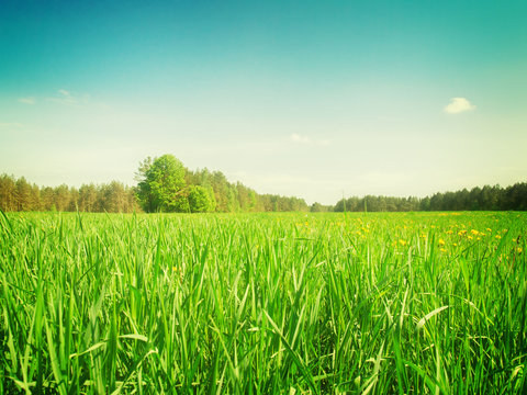 Sumer Filed With Green Grass