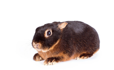 Black rabbit on white background