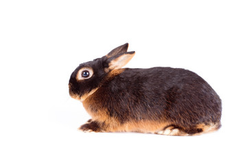 Black rabbit on white background