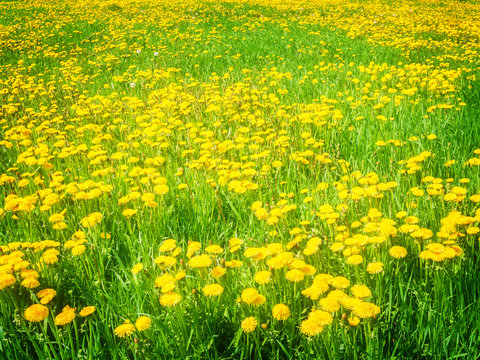 Fototapeta Sumer filed with green grass