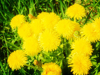 Sumer filed with green grass