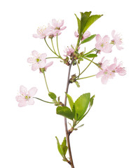 Fototapeta na wymiar green and pink cherry tree blossoming branch