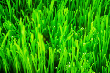 Fototapeta na wymiar Soft green grass