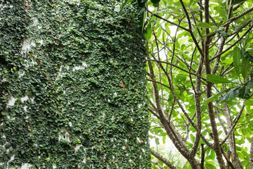white mortar wall covered with green natural ivy, design of home