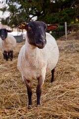 Suffolk tacka kollar in i kameran utomhus