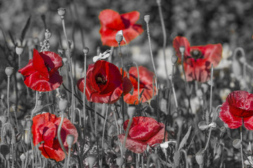  red poppies