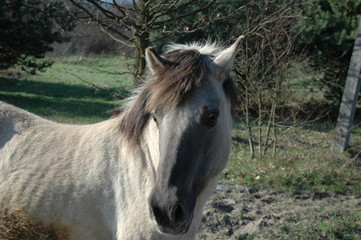 Polski koń © Robert Bobela