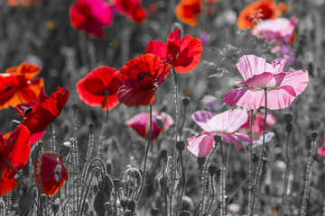  red poppies