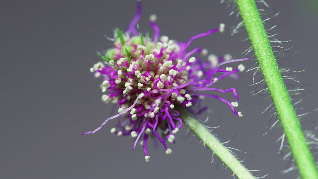 Mimosa Pudica Flower Bud Expanding With Filaments Time lapse 4k